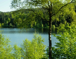 Mischwälder eigenen sich am besten für die "Produktion" von Trinkwasser. Foto: R. Sturm/pixelio.de
